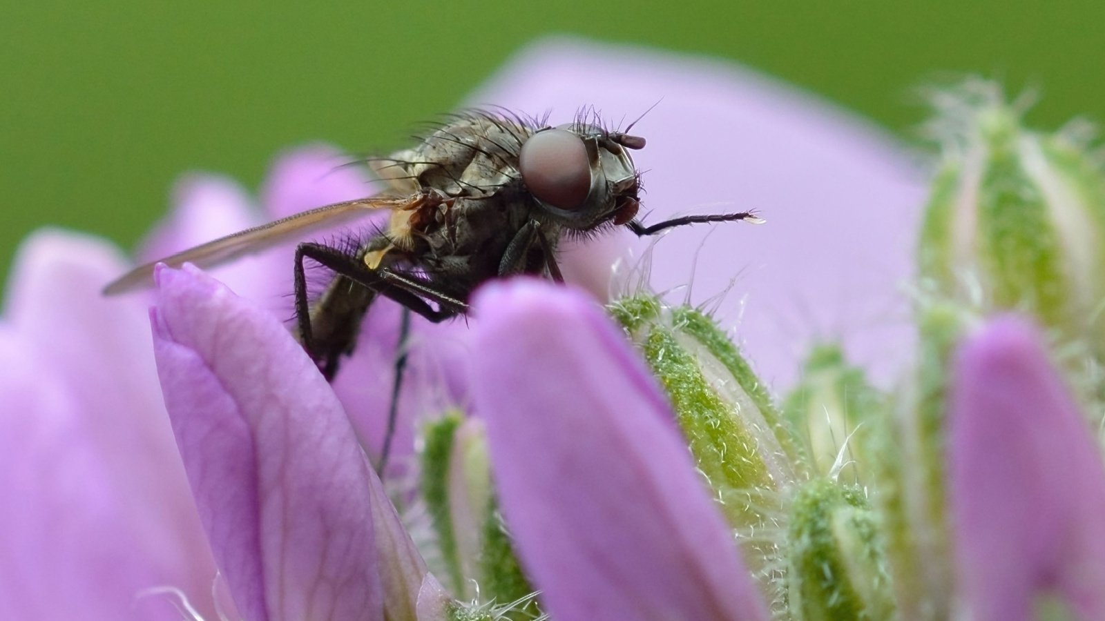 Detailed Photographs of the Cabbage Root Fly (Delia radicum) perched inside a flower with purple petals.