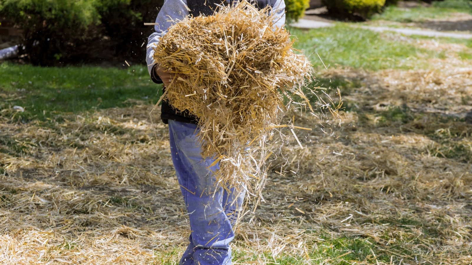 A person spreads a bunch of golden yellow straw from a bundle, with the grassy ground beneath showing patches of dry earth and green tufts of grass.