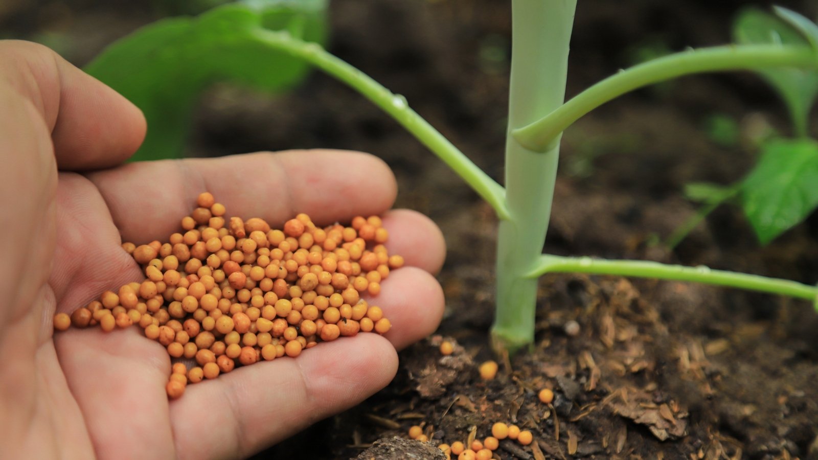 A hand holding small, round, mustard-yellow fertilizer pellets sprinkles them onto the ground, with a small green plant's stem and leaves visible nearby.