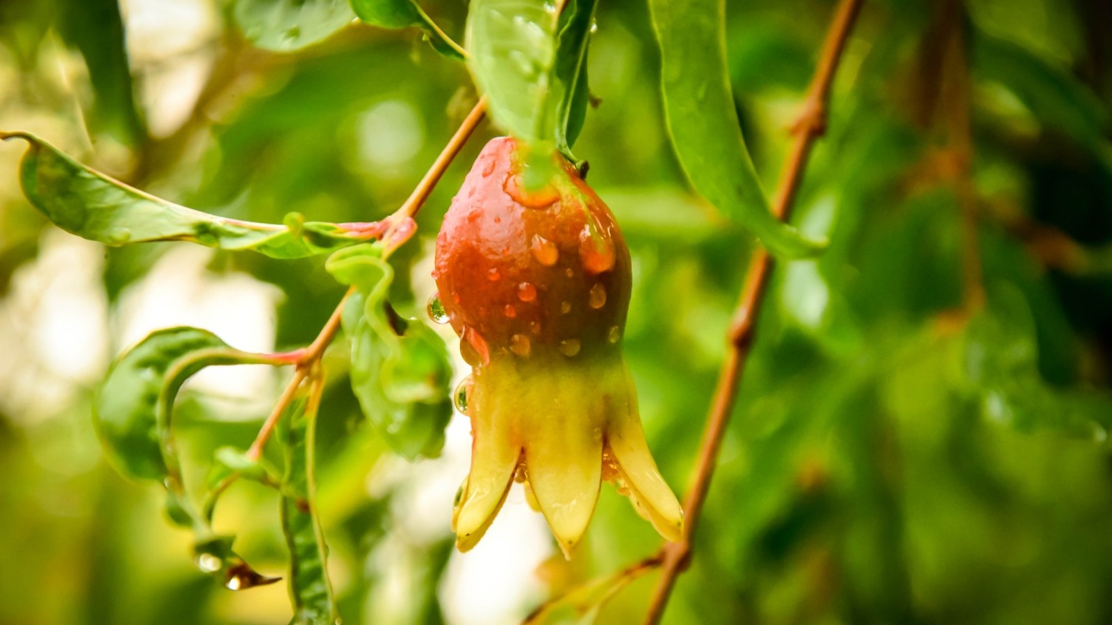 A close-up of a small pinkish-green pomegranate with a distinct star-shaped tip hanging from a thin branch, surrounded by lance-shaped leaves and covered with water droplets.
