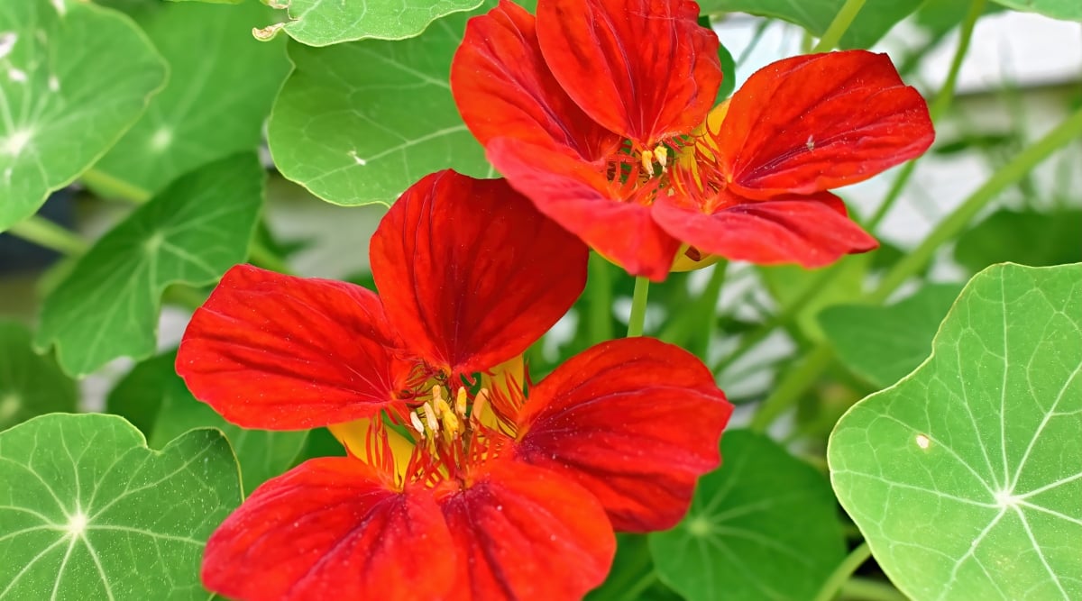 A close-up reveals the beauty of a nasturtium plant, showcasing its vivid red flowers. The petals form a captivating display, radiating warmth and intensity. Surrounding the blossoms, lush green leaves provide a contrasting backdrop, enhancing the overall visual appeal.
