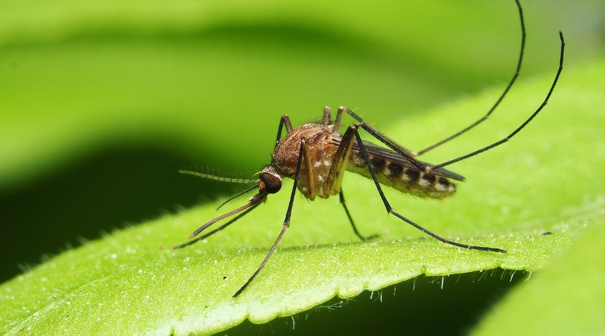 A close-up of a mosquito reveals its delicate wings and slender body. Resting on the vibrant green surface of a leaf, it showcases intricate patterns, highlighting nature's small yet fascinating creations.
