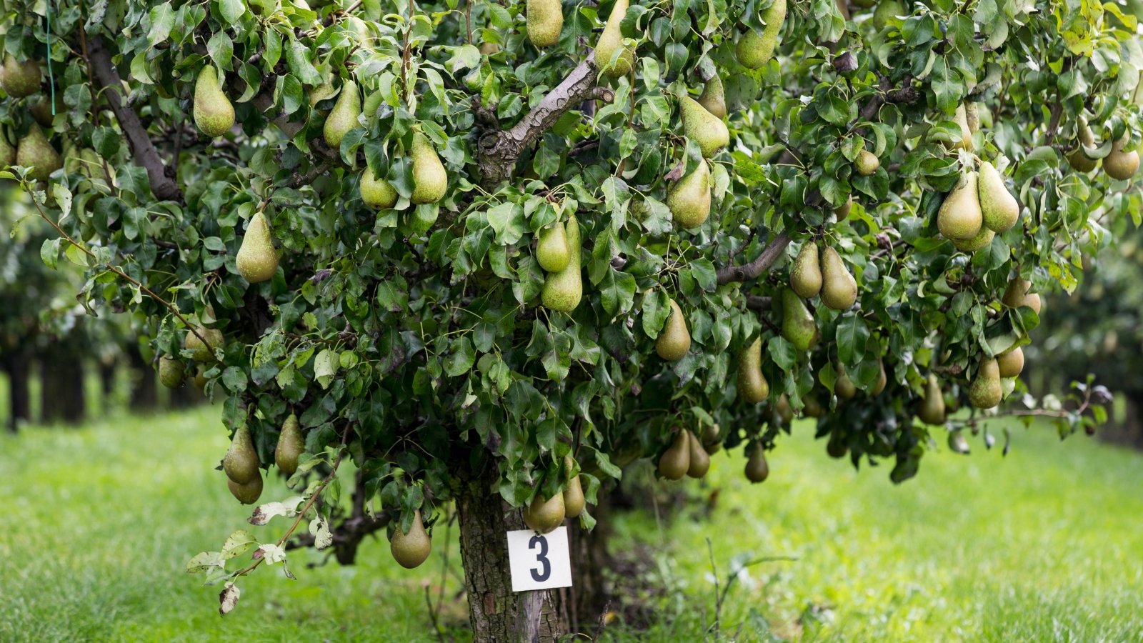 A bountiful display of Pyrus fruits hanging heavily on strong branches, surrounded by thick, healthy green foliage. The tree, marked with a number 3, stands tall in the orchard's grassy area, with each branch weighed down by mature fruits.