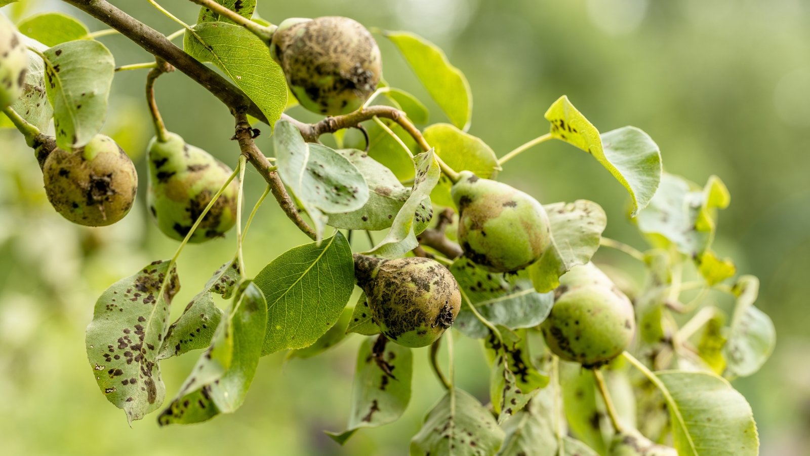 Clusters of small fruits covered in scab lesions, displaying brown and dark splotches caused by fungal infection. The fruits’ surfaces appear rough, and the surrounding leaves have a light green hue with subtle veins showing through.