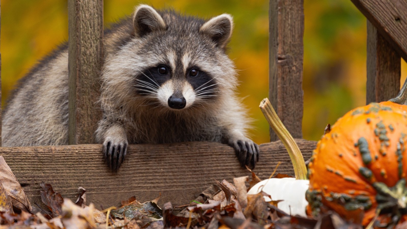 A raccoon peers over the edge of a wooden deck, inspecting a pile of decomposing leaves and a partially rotted pumpkin, framed by vibrant fall colors in the background.