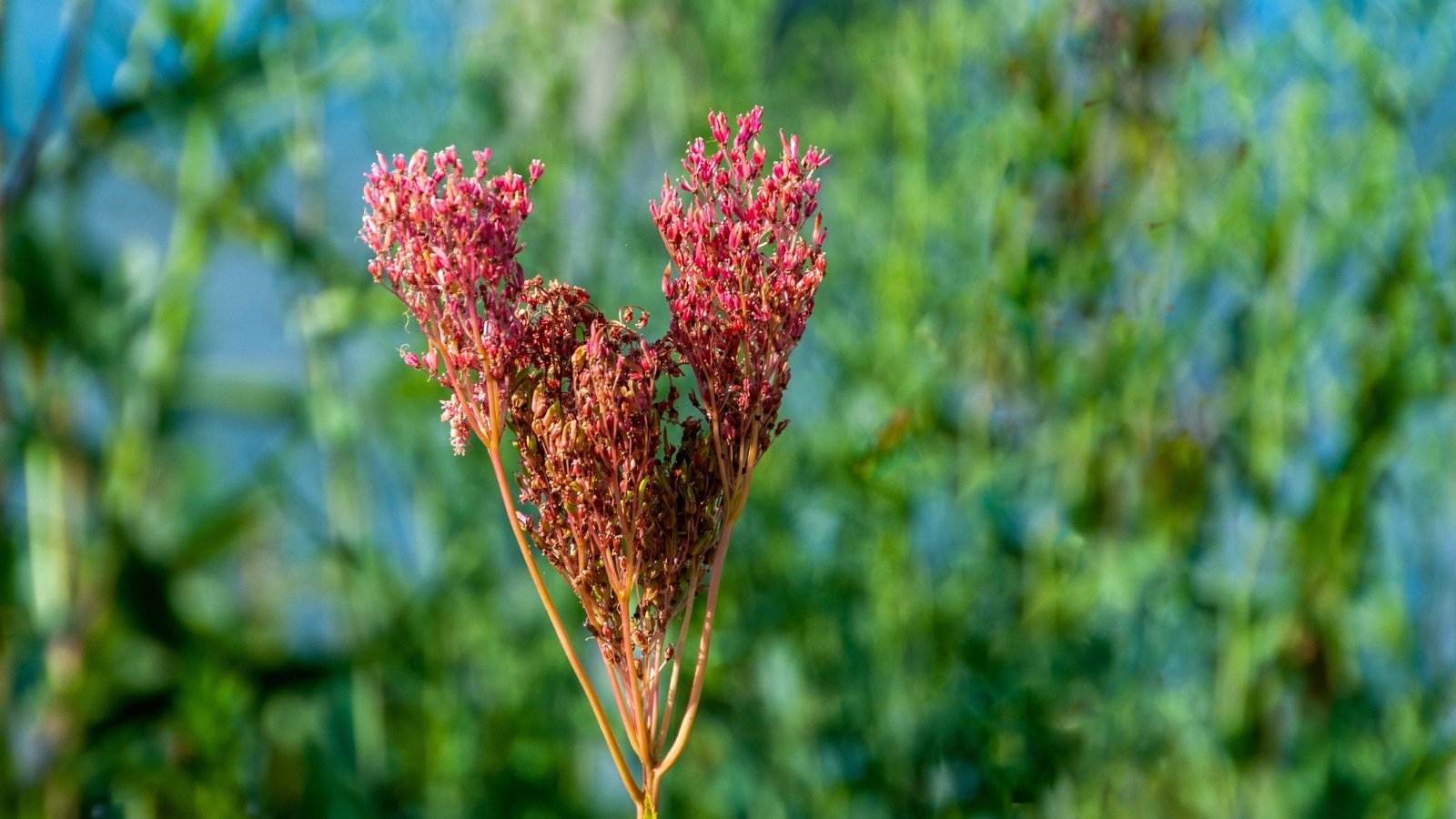 A close-up of Filipendula rubra blooms with a reddish tint, set against a blurred green background. The morning light highlights the texture of the feathery flowers, bringing out their rich color and delicate structure.