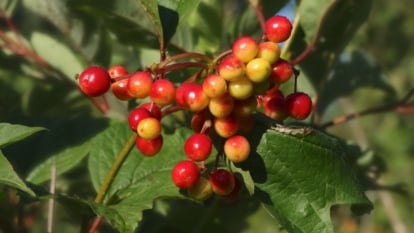 A combination of ripening berries in red and yellow hues hangs from a dark green, serrated leaf cluster. The leaves are thick and leathery, with veins visible, and the berries shine under a soft, dappled light.