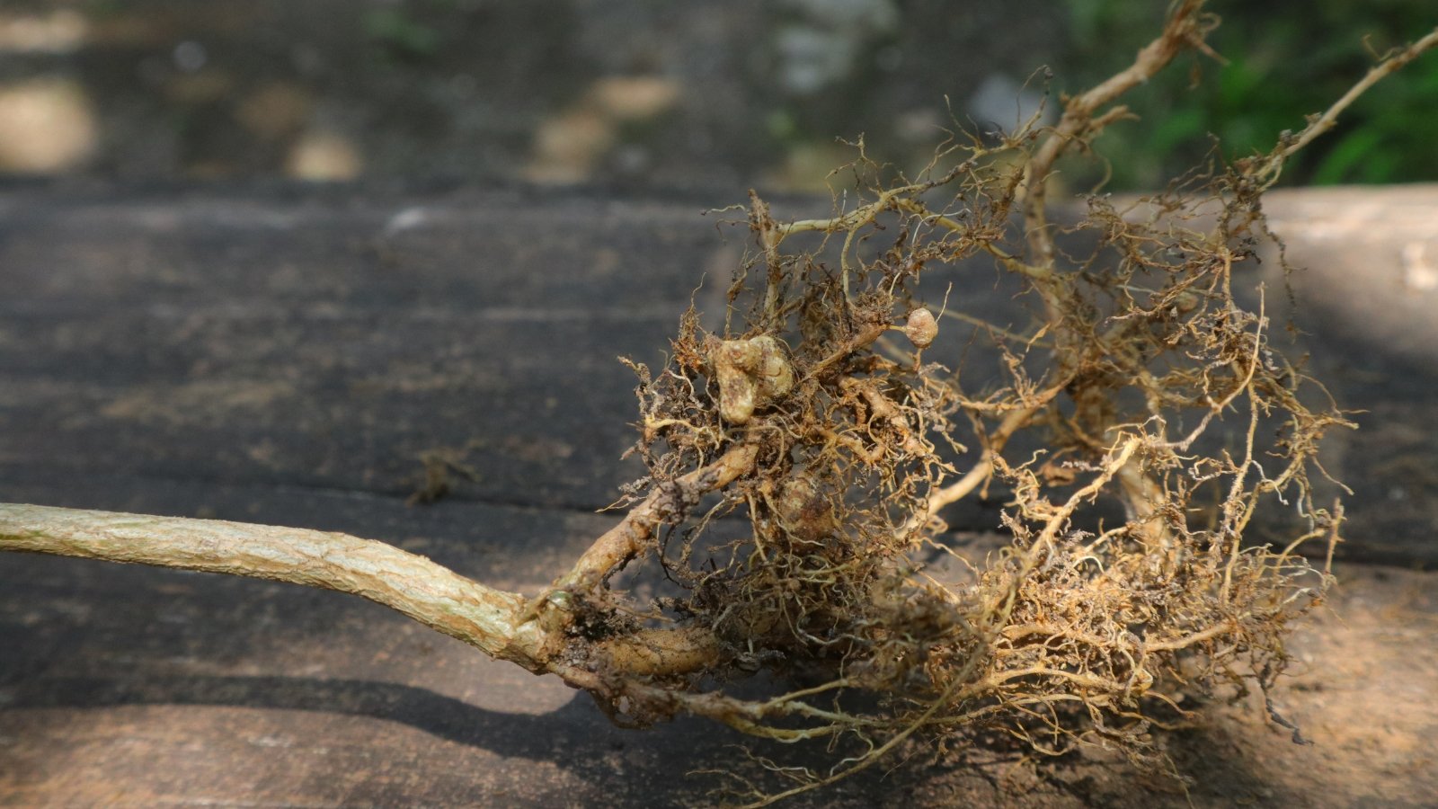 Close-up of plant roots embedded in soil, with small, rounded nodules attached to the roots. The roots are surrounded by dark, moist soil, emphasizing the connection between the plant and the earth.