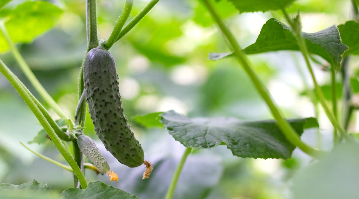 Close-up of ripening cucumbers in the garden. Cucumbers are annual creeping vines known for their elongated, cylindrical fruits. The leaves of cucumbers are large, green, have a rough texture. They are palmately lobed, with 5-7 pointed lobes radiating from a central point. Cucumber fruits are elongated and cylindrical, with a green peel covered with small bumps.