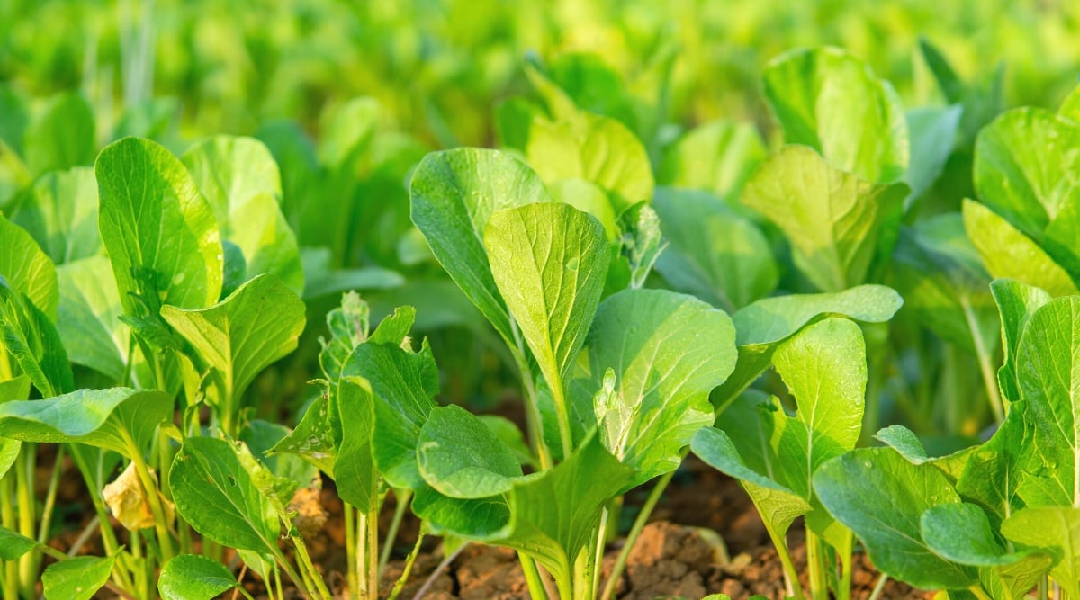 Close-up of a garden bed with growing Mustard greens. Mustard greens are leafy vegetables with large, broad leaves with frilly edges. They are bright green in color, form large rosettes.