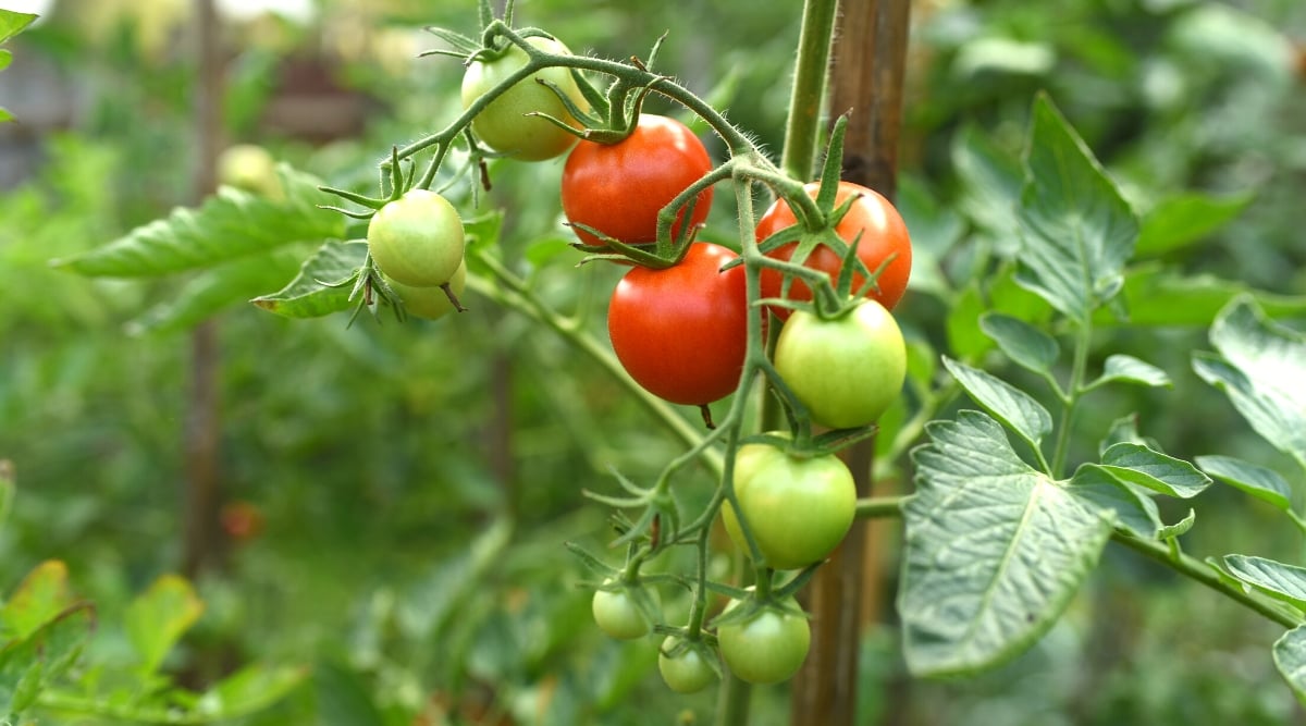 Close-up of ripe tomatoes in a sunny garden. The plant has compound leaves. consisting of oval bright green leaflets. They grow alternately along the stems and have serrated edges. Tomato fruits are small, oval-shaped, covered with a thin shiny skin of bright red and green colors.