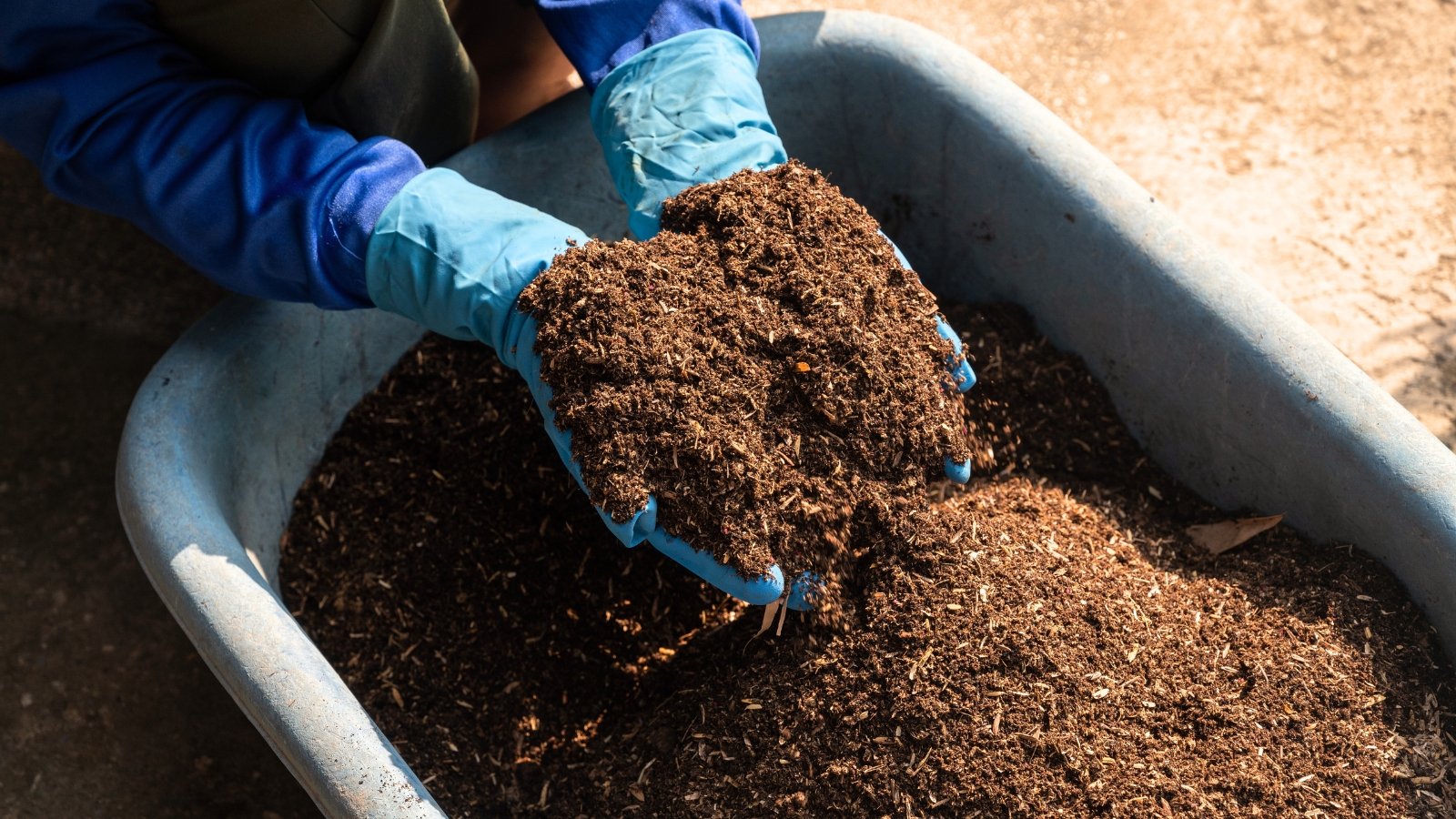 Close-up of a gardener's hands in blue gloves holding soil mixed with small, pale, straw-like flakes evenly dispersed throughout the dark earth in a large wheelbarrow.
