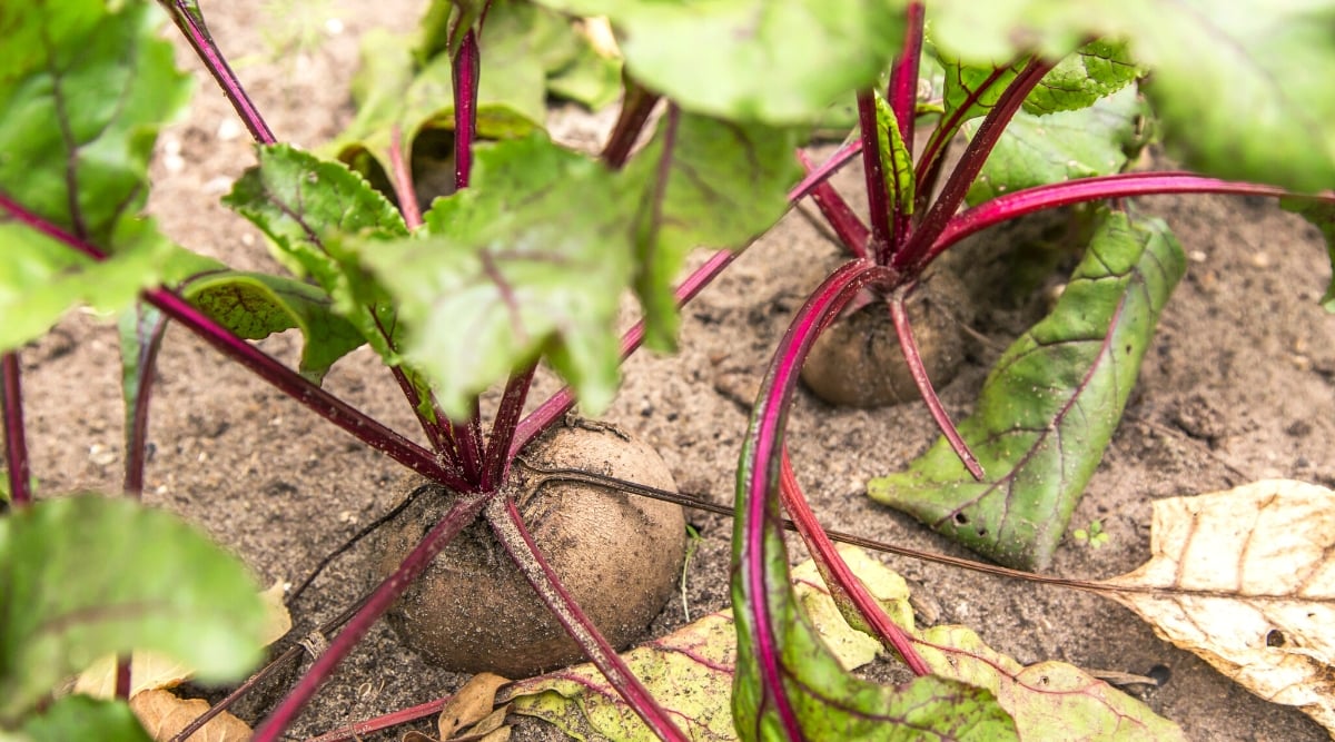 Top view, close-up of growing beets in the garden. Beetroot plants have a rosette of dark green, glossy leaves at the base and a thick, fleshy taproot below the soil surface. Beet leaves are large, with a heart-shaped base and protruding purple veins. The plant forms a bulbous taproot, which is the main edible part of the plant. It is large, rounded, covered with a brownish skin.