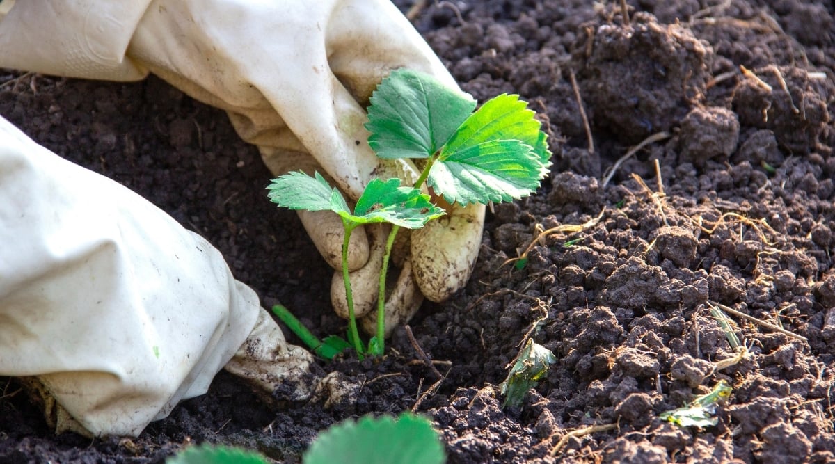 A man is shown wearing white gloves while planting a strawberry sprout with small, green leaves and thin stems in the dark soil. He is carefully holding the sprout and planting it at an appropriate depth in the soil. 