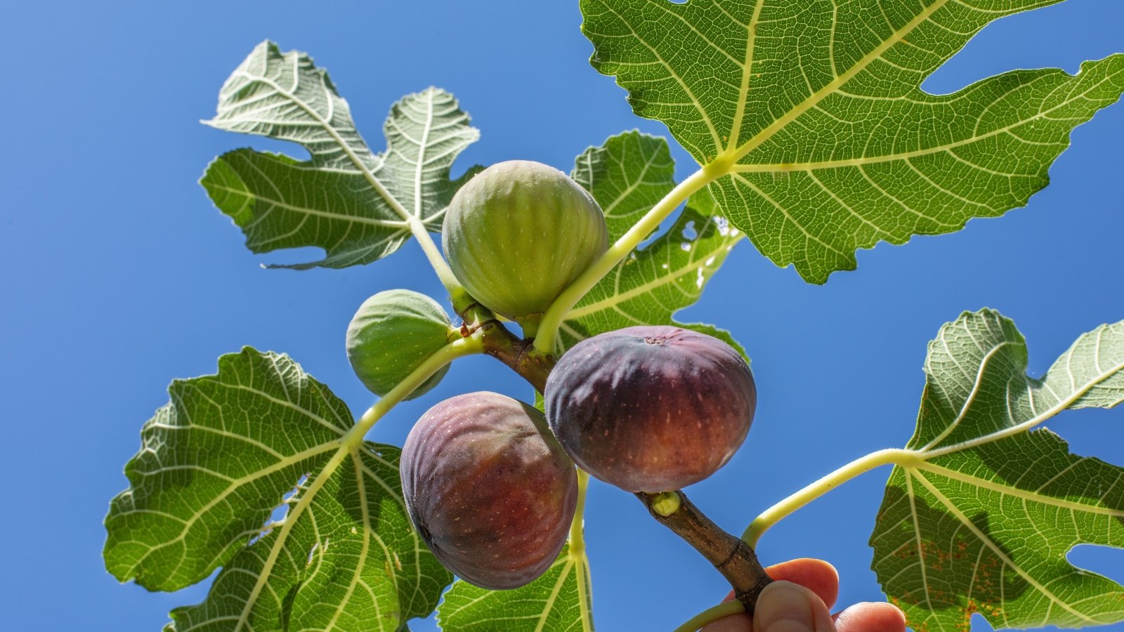 A close-up of ripe and unripe fruits, with green leaves and soft sunlight filtering through.