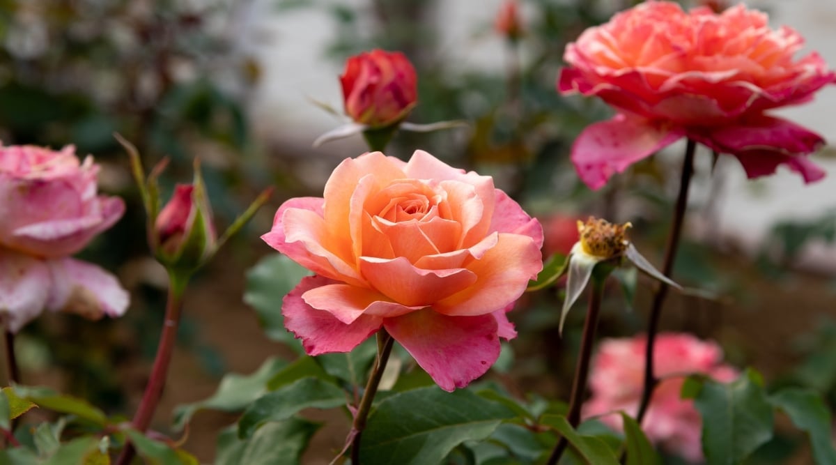 A close-up of rose flowers with soft petals that blend shades of peach and pastel pink. It features prickly, brown stems and shiny, green leaves.