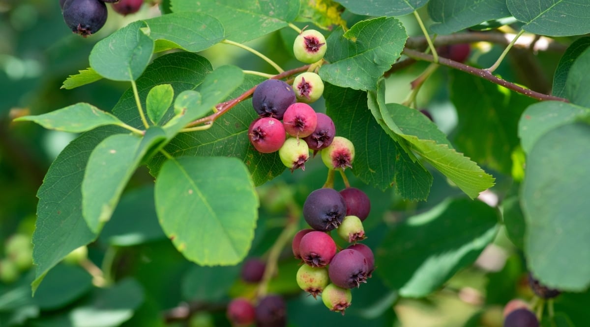 Close-up of plant with round, small, dark purple and green berries. The green leaves are simple, oval-shaped, and serrated at the edges. Its stems are slender and have a slightly zigzag appearance. 