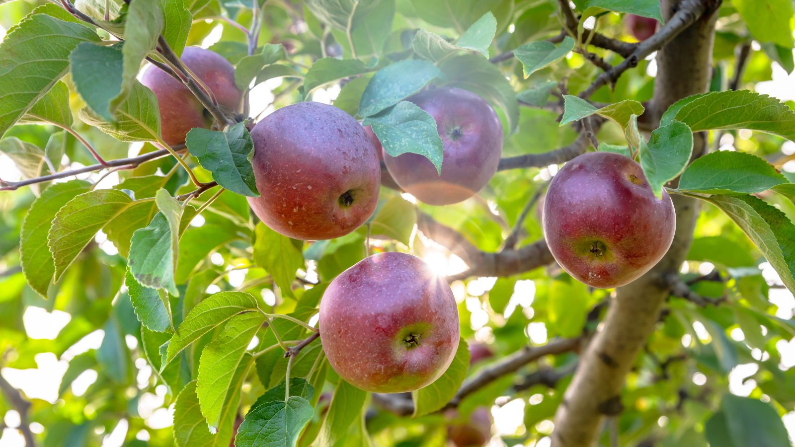 Branches of the Macoun with lovely red and round fruits still ripening while surrounded by bright green leaves with sunlight shining through