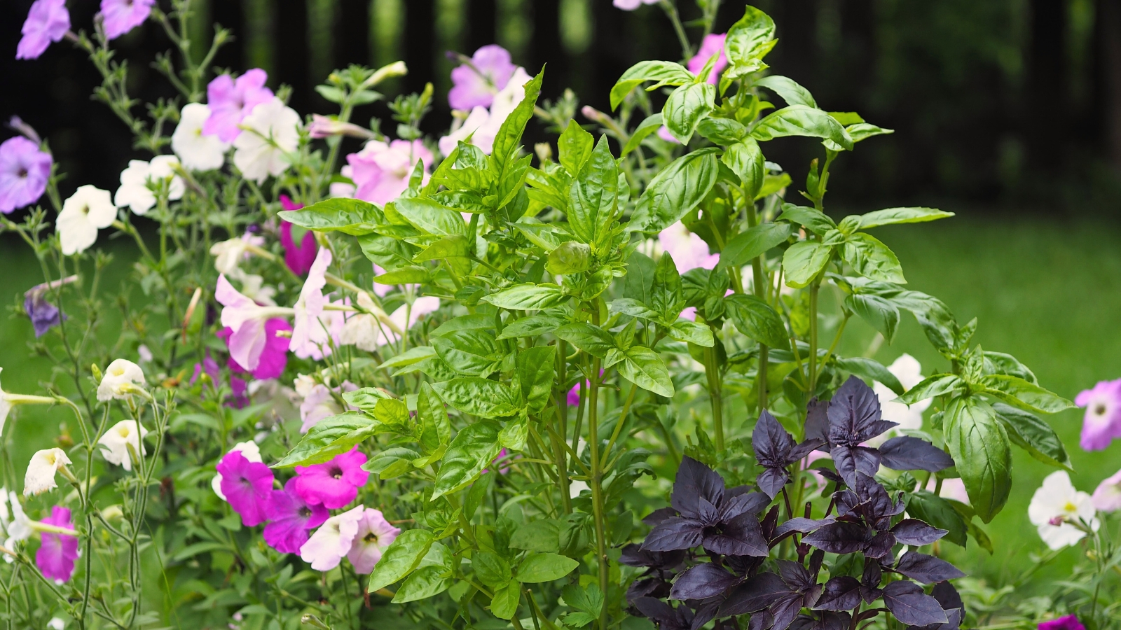 Close-up of basil with purple and green leaves growing next to blooming pink, purple, and white petunias.