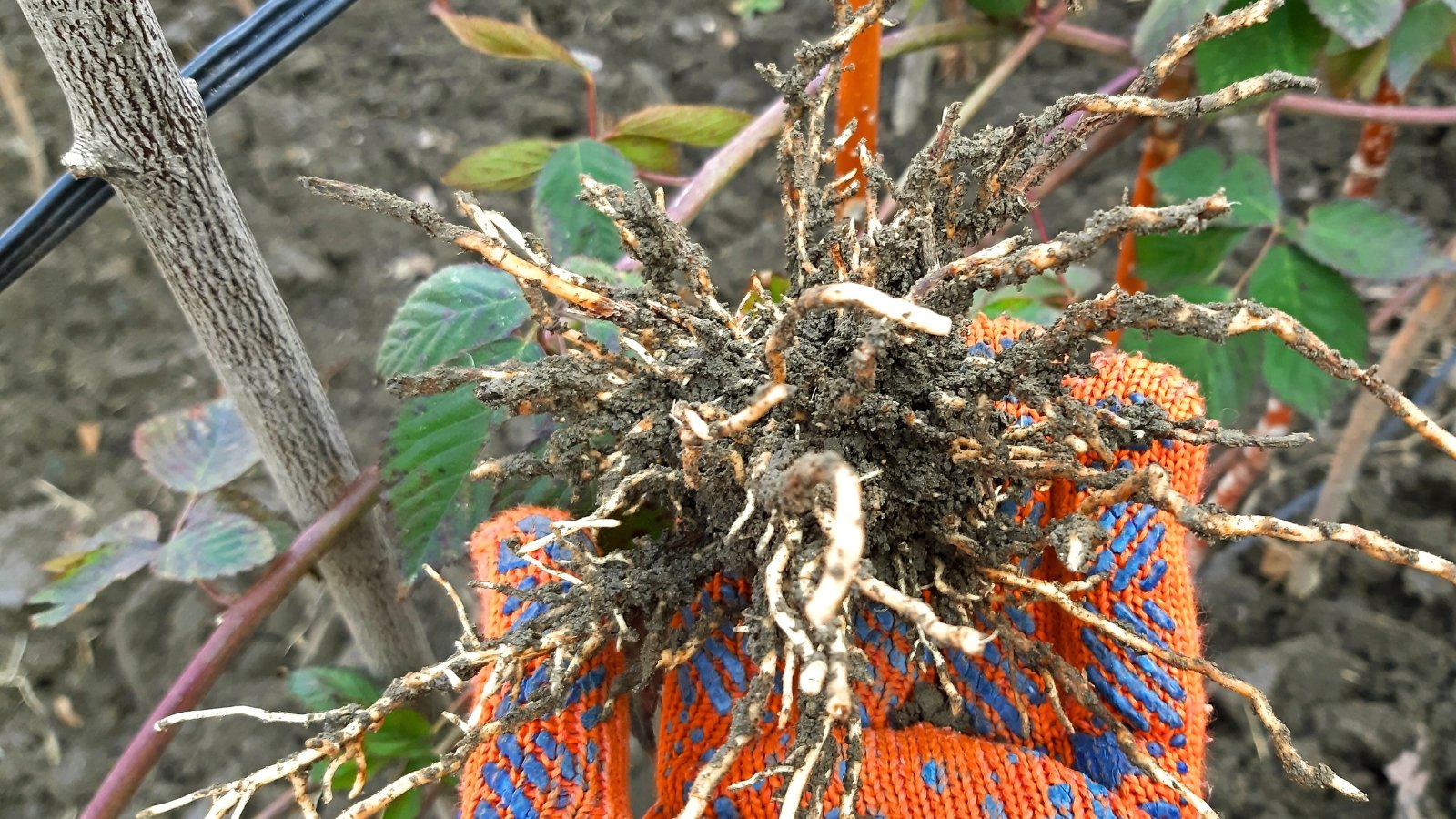 Close-up of a gardener's hand in an orange glove holding a plant with branching pale white roots.
