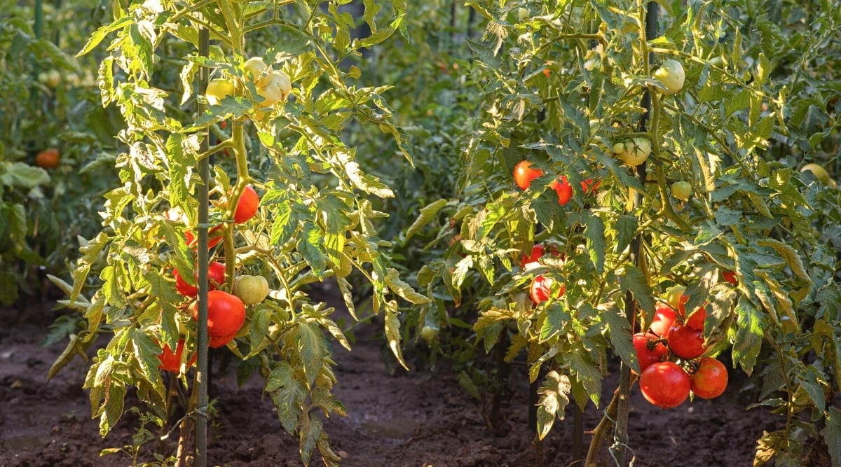 Close-up of growing tomatoes with wooden stakes in a sunny garden. The plant has dark green pinnately compound leaves. Tomato bushes have ripe bright red rounded juicy fruits.