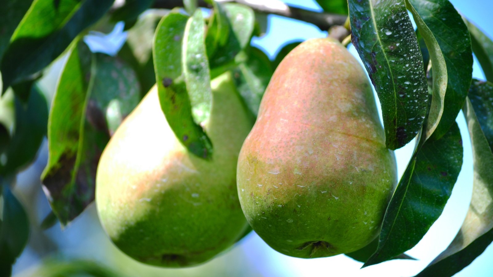 Ripening pears bask in sunlight amidst green foliage, showcasing their vibrant hues of green and red.