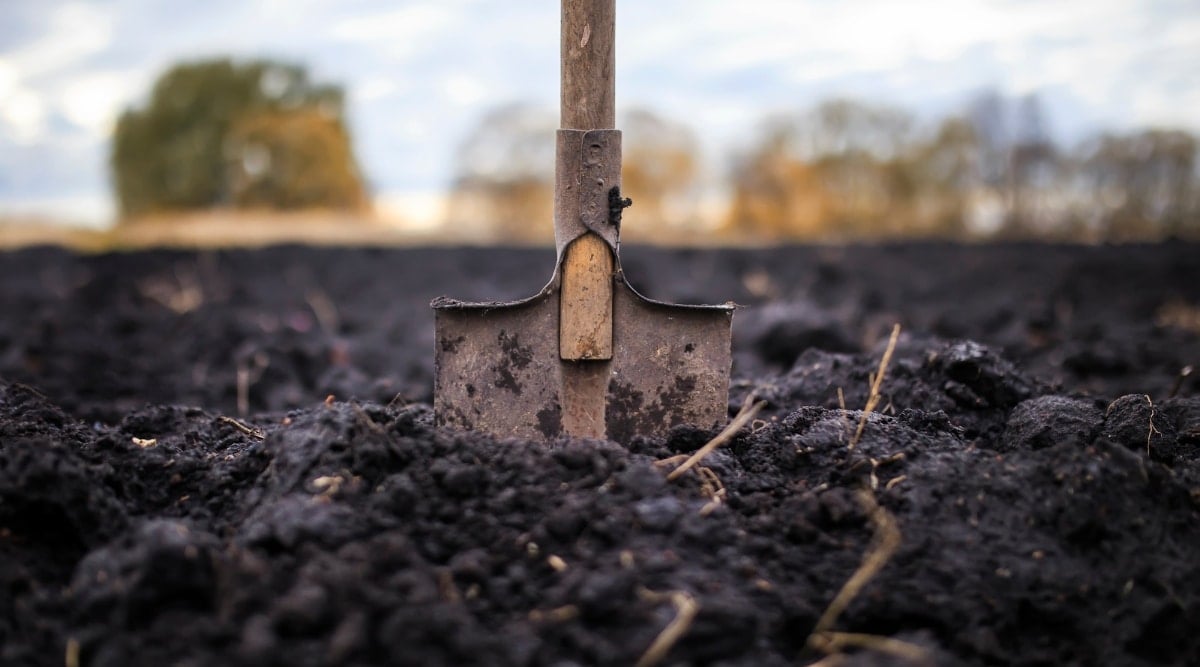 Gardener preparing soil for planting. There is a garden shovel in the ground and the soil is dark, moist and has plenty of nutrients.