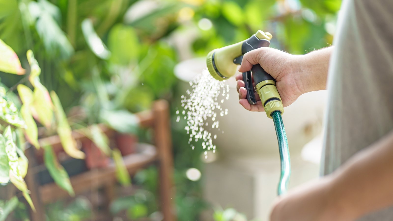 A close-up of a hand gripping a hose, spraying water onto the base of small seedlings. The young plants, still small and tender, are supported by freshly watered soil. The green foliage surrounding the seedlings reflects the care in nurturing them.