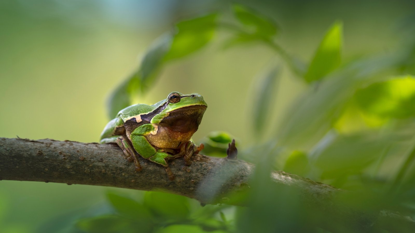 A tiny green amphibian rests on a thin branch amidst dappled sunlight, blending in with the surrounding leaves and branches, creating a peaceful woodland scene.