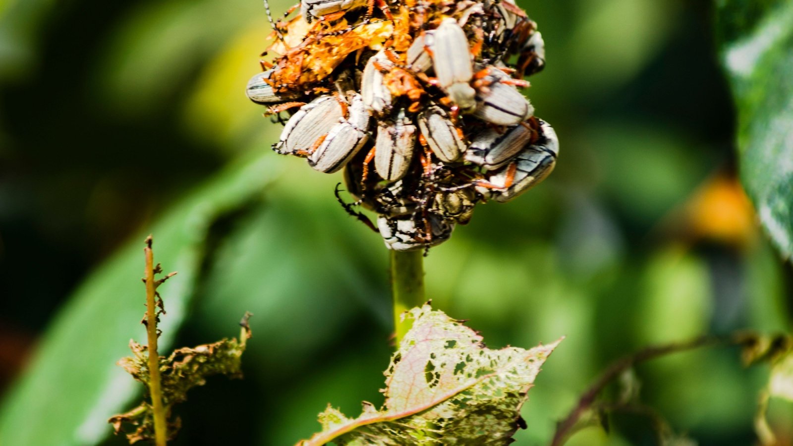 A cluster of Macrodactylus eat a rose bud. 