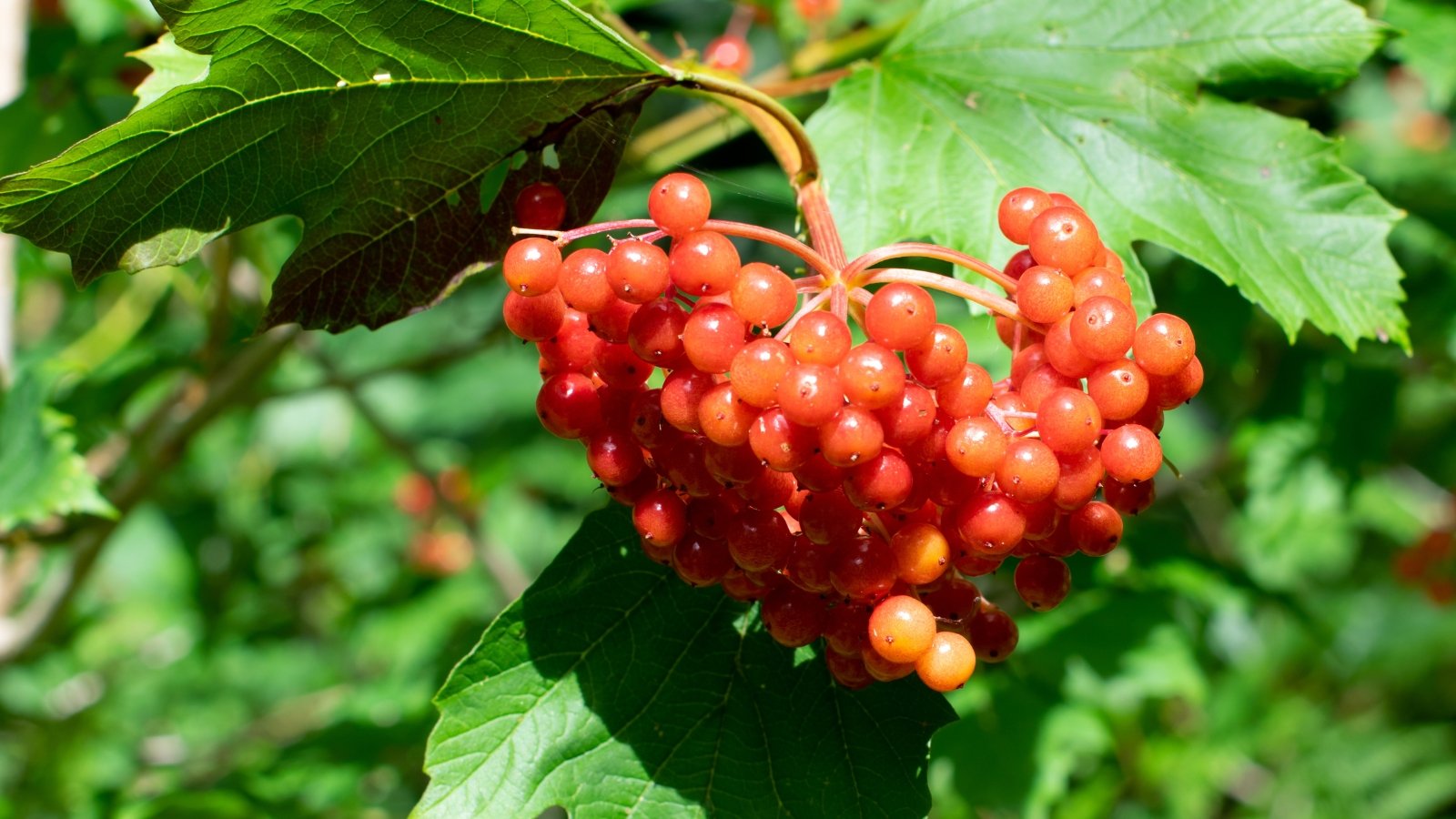 A dense cluster of ripening berries in shades of red and orange hangs from a green leafy stem. The leaves are smooth and veined, and the sunlight filters through the plant, highlighting the berries’ shiny, textured skin.