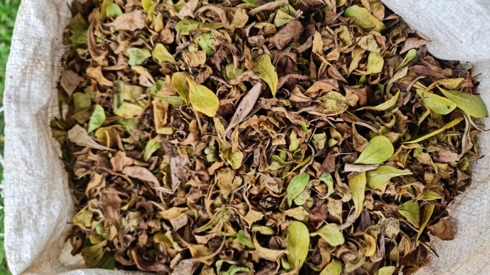 A collection of dried fall leaves in varying shades of brown, yellow, and green is enclosed in a plastic bag, showing their crisp, curled edges and detailed veins.