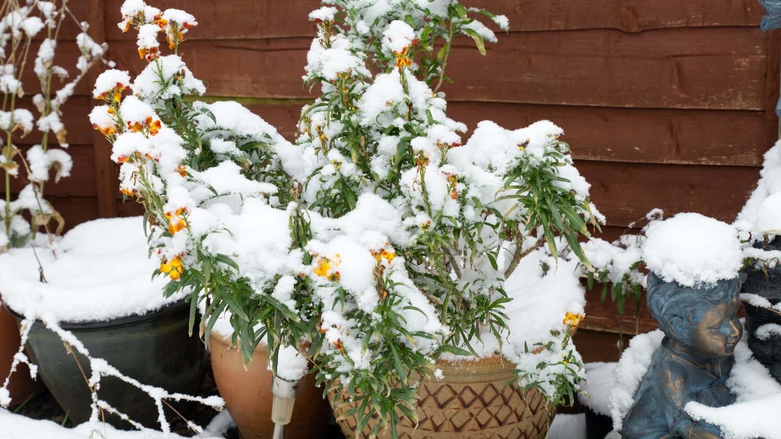 Close-up of several terracotta pots filled with various plants, covered in a layer of white snow in a winter garden, set against a wooden fence.
