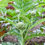 15 Companion Vegetation to Develop with Artichokes