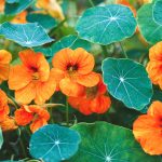 Do Nasturtiums Repel Pests?