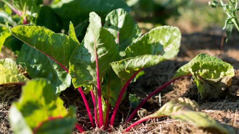 15 Companion Vegetation to Develop with Chard