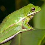 How and Why to Appeal to Frogs to Your Backyard This Yr