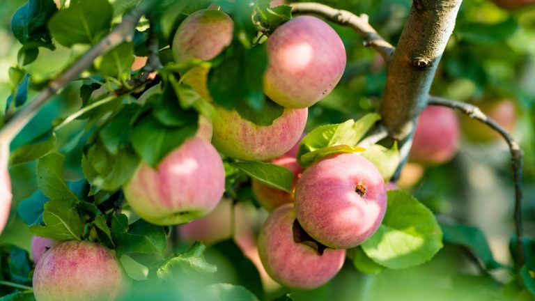 15 Sweetest Apple Varieties to Harvest this Season