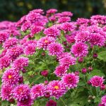 Do Chrysanthemums Present Pure Pest Management?