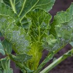 What’s Consuming My Cabbage? 15 Frequent Cabbage Pests