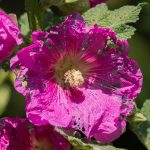 What’s Consuming My Hollyhocks? 7 Hollyhock Pests