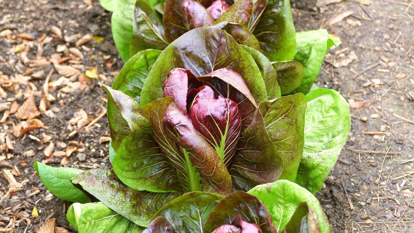 11 Companion Crops to Develop with Radicchio