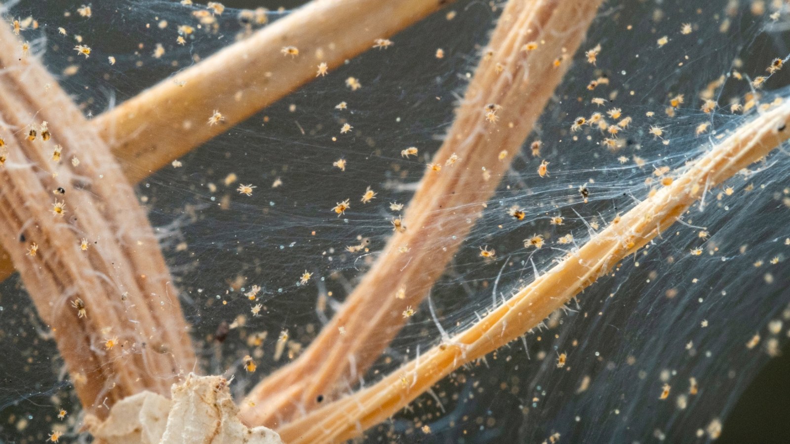 Close-up Spider mites, tiny arachnids with translucent bodies and eight legs, weaving fine webs around plant stems.