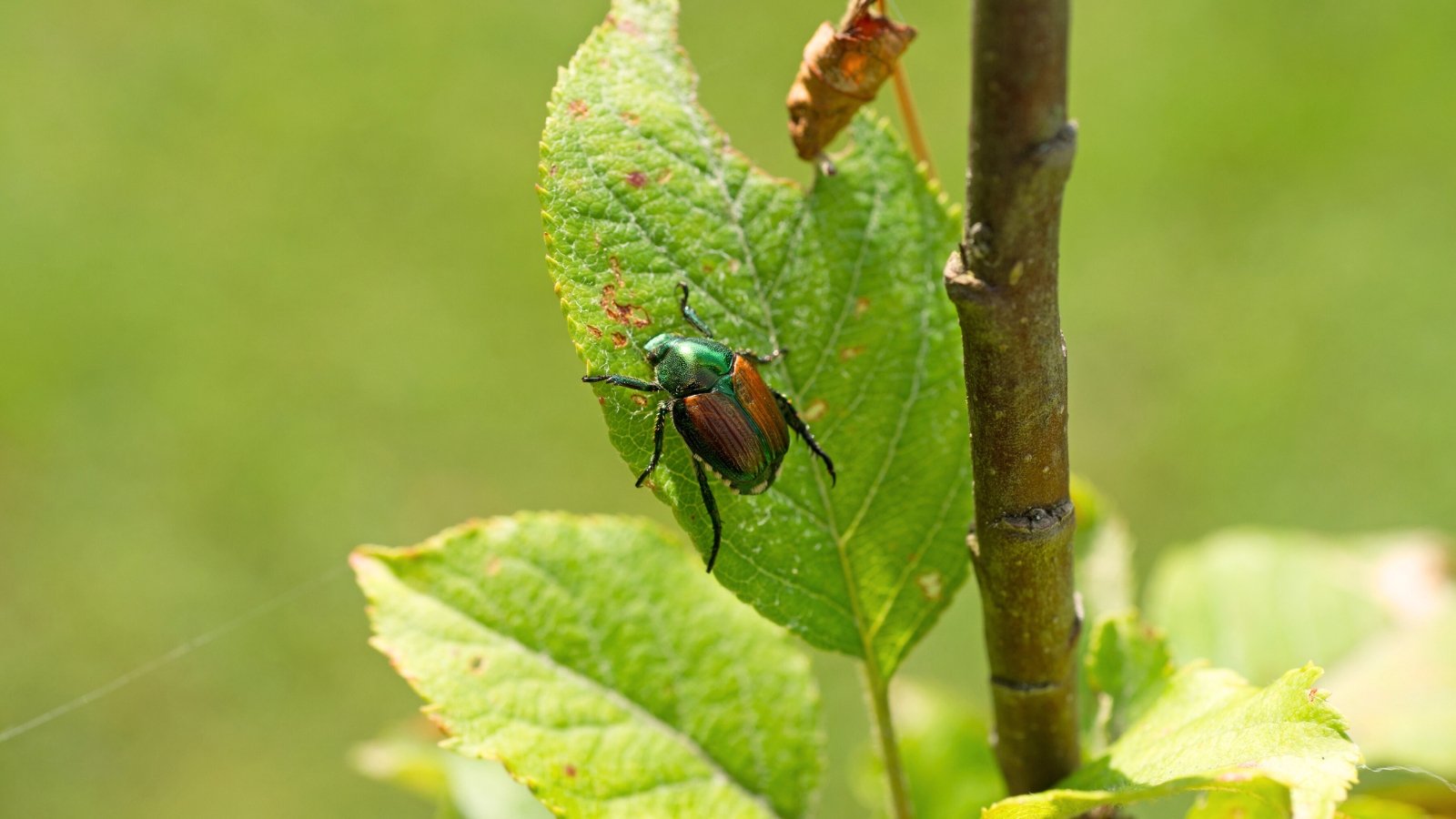 Close-up of a beetle with a metallic green body, copper-brown wings, and small white tufts along its sides, resting on a green leaf.
