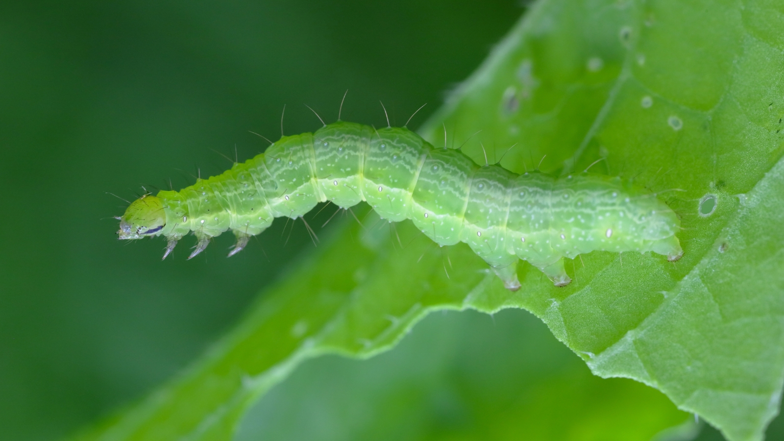 Close-up of a large, green caterpillar with white speckles feeding on an apple leaf.

