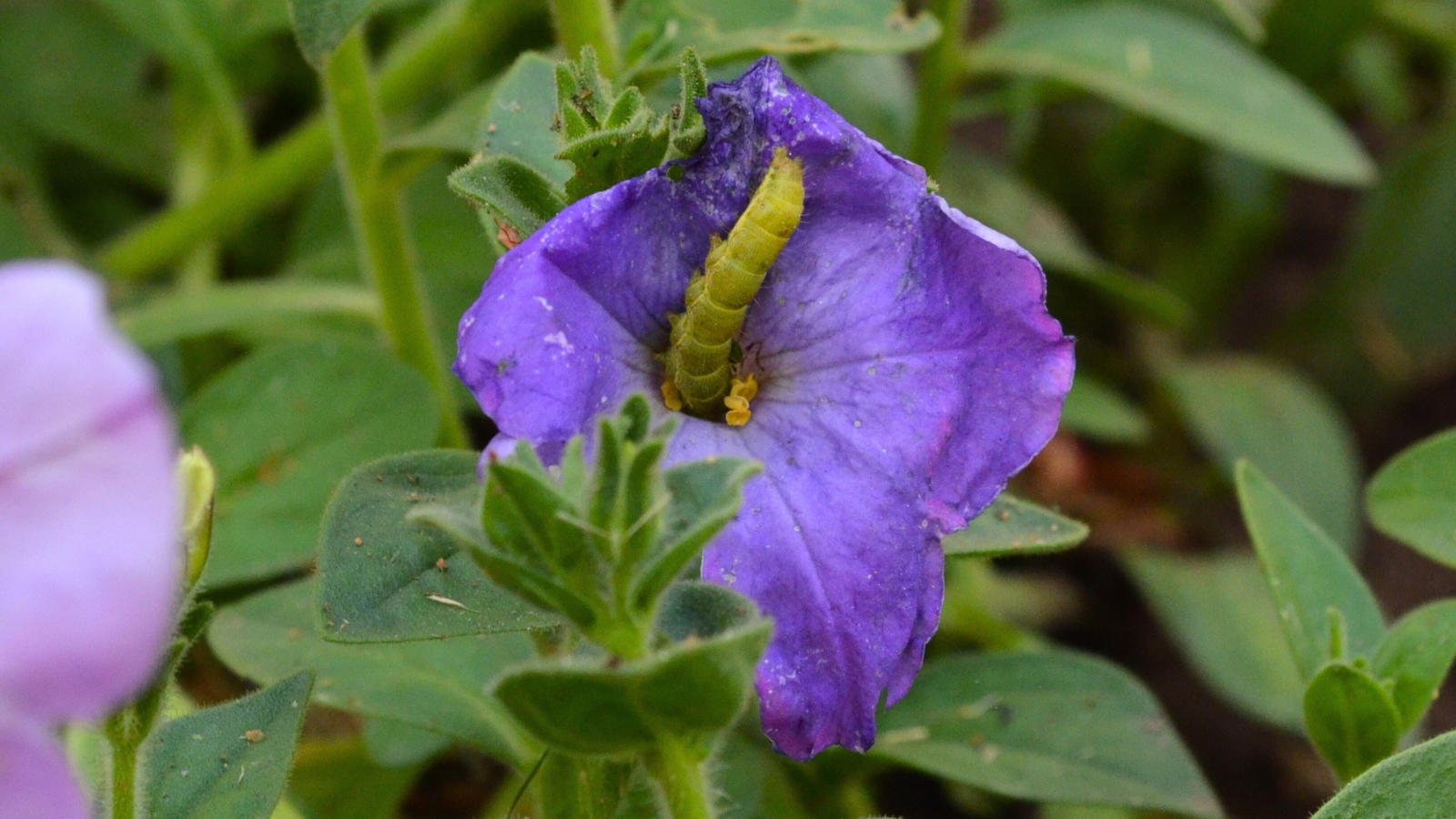 Close-up of a purple petunia flower affected by Budworm, which has an elongated, soft, green body.