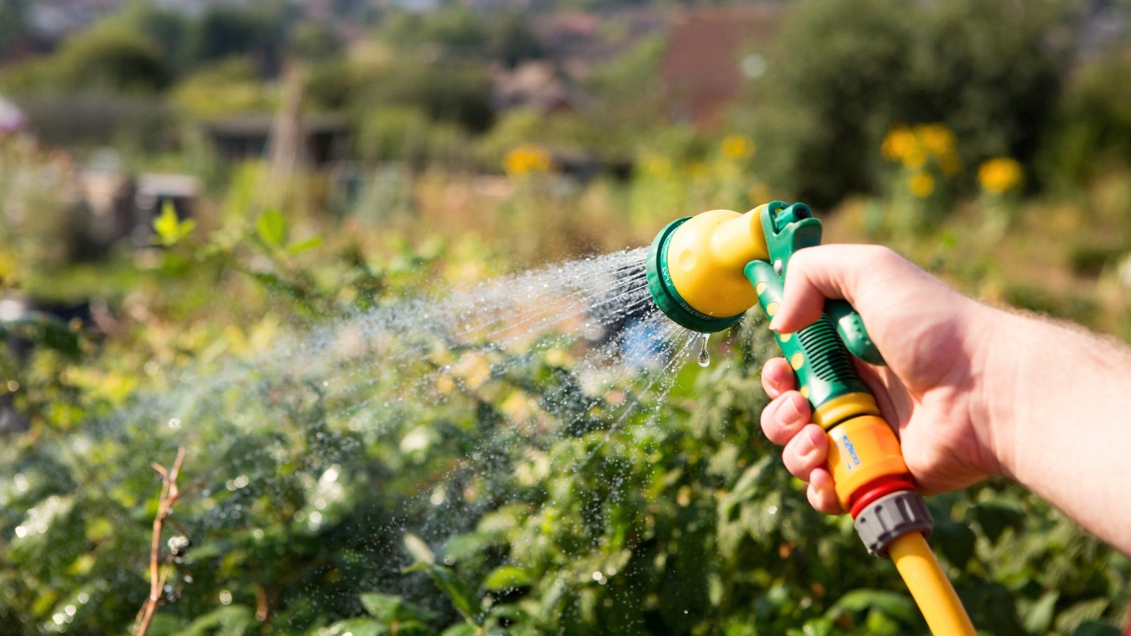 Close-up of a gardener using a yellow hose to direct a powerful stream of water onto pest-infested plants in a sunny garden.
