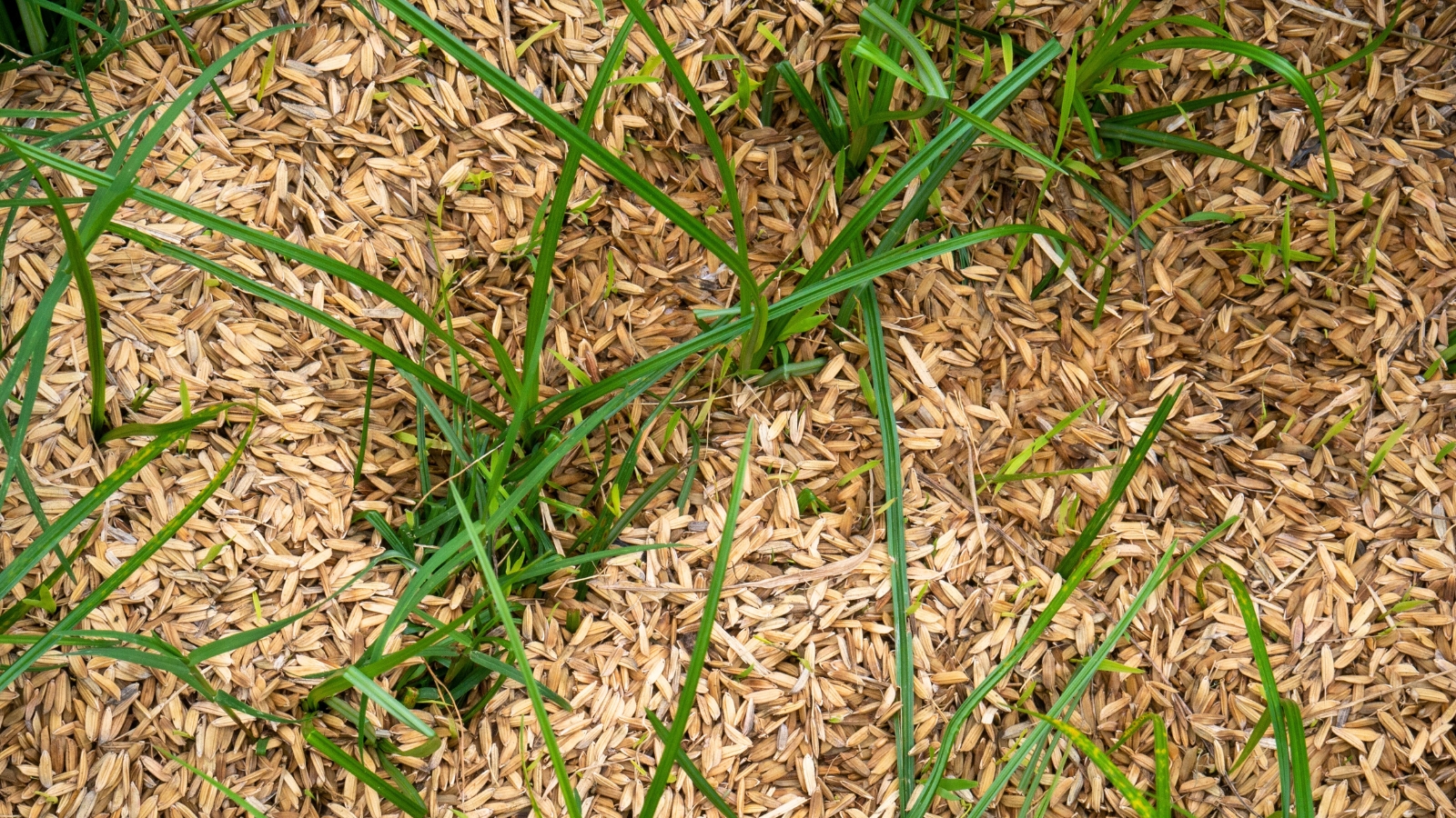 A bed of plants with thin, dark green, grass-like leaves, surrounded by a layer of golden-brown mulch composed of small, dry, straw-colored flakes with a fragile texture.
