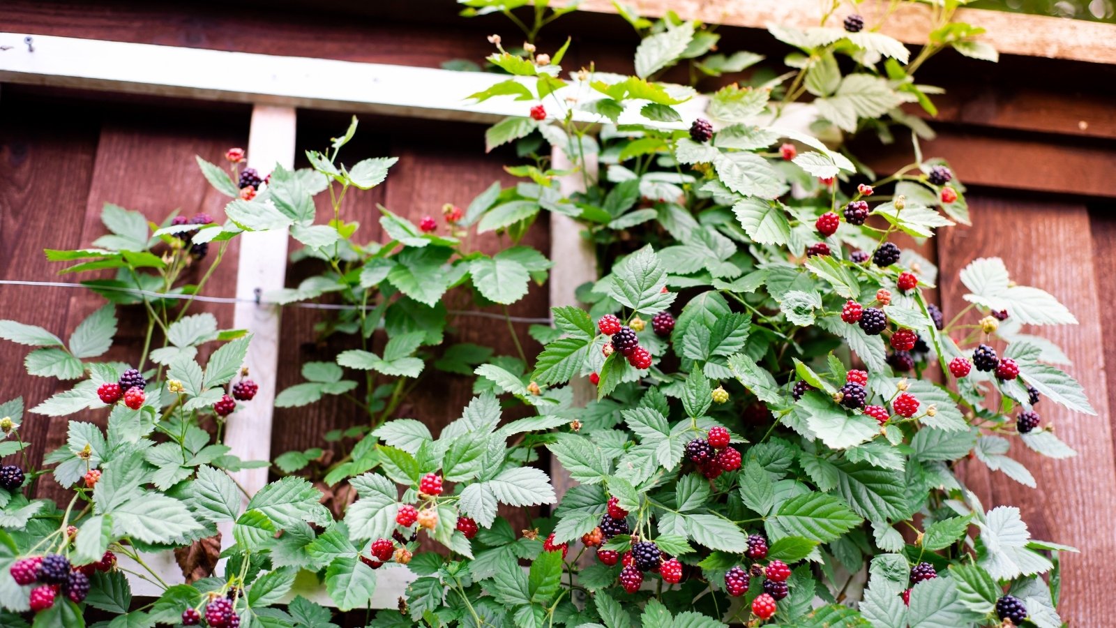 Featuring long, thorny vines, the plant has lush green, serrated leaves and dense clusters of sweet, shiny berries hanging on a wooden trellis fence.
