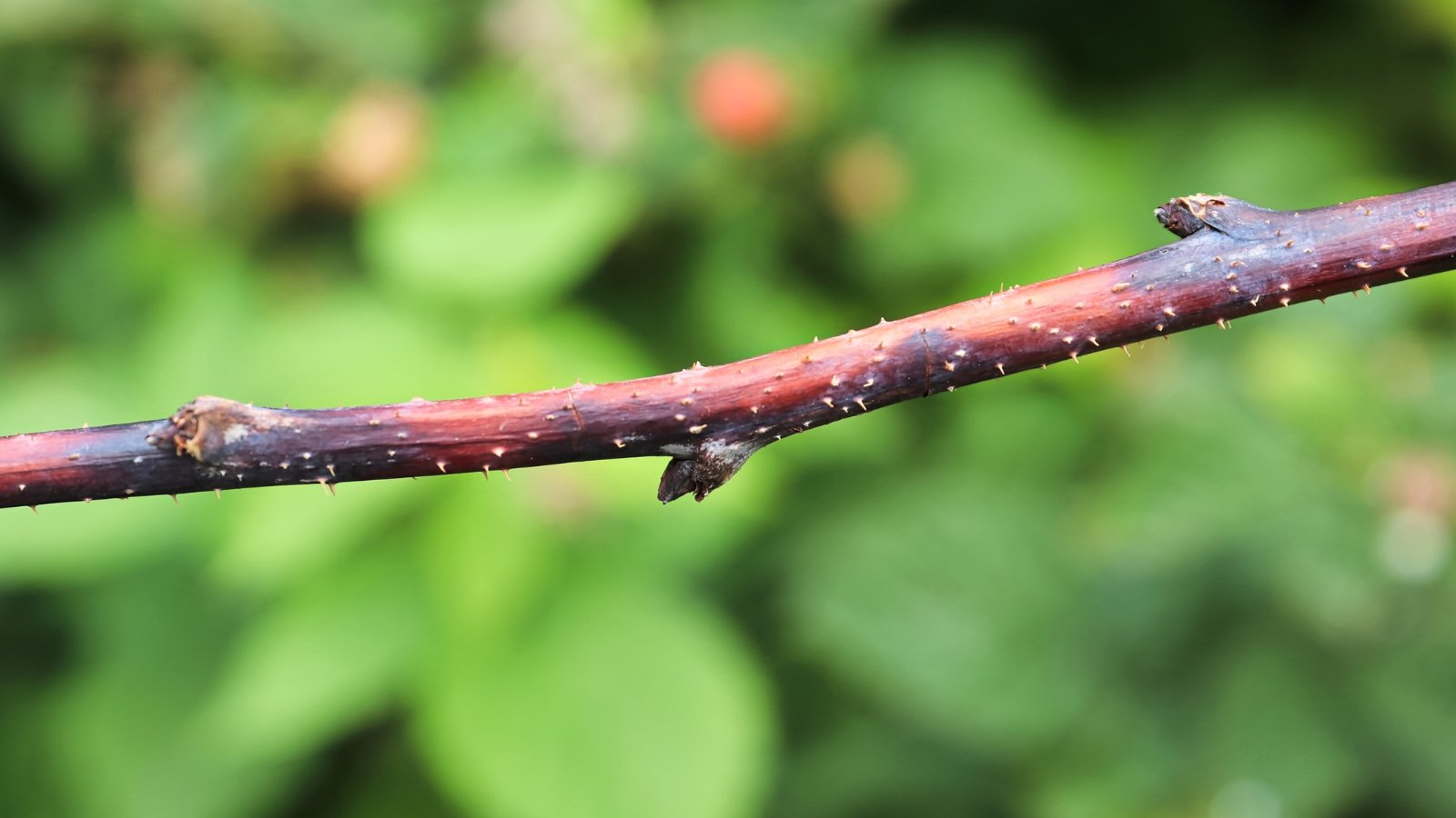 The stem affected by cane blight exhibits dark, sunken lesions or cankers, with a reddish-brown border, and shows signs of wilting.
